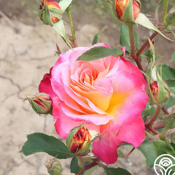 Heirloom Roses Granada Outlet