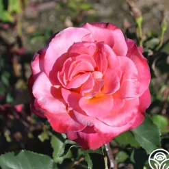 Heirloom Roses Granada Outlet