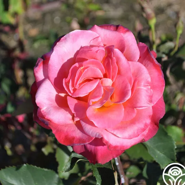 Heirloom Roses Granada Outlet
