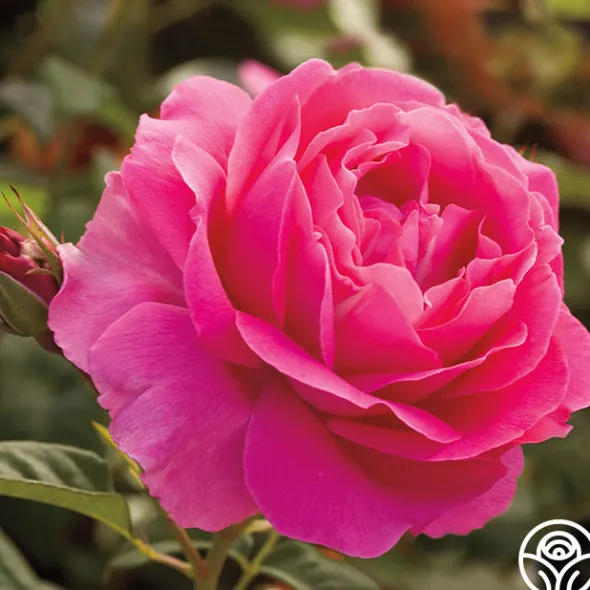 Heirloom Roses Grande Dame™ New