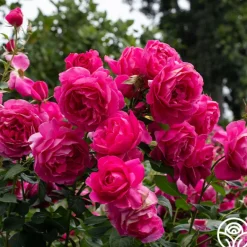 Heirloom Roses Grande Dame™ New