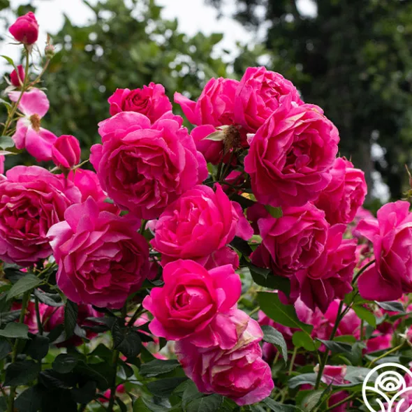 Heirloom Roses Grande Dame™ New