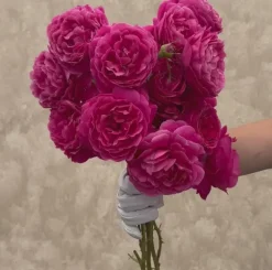Heirloom Roses Grande Dame™ New