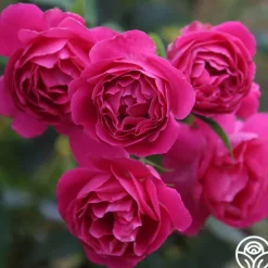 Heirloom Roses Grande Dame™ New