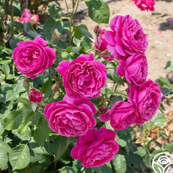 Heirloom Roses Grande Dame™ New