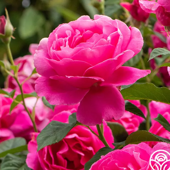 Heirloom Roses Grande Dame™ New