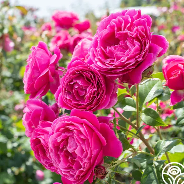 Heirloom Roses Grande Dame™ New