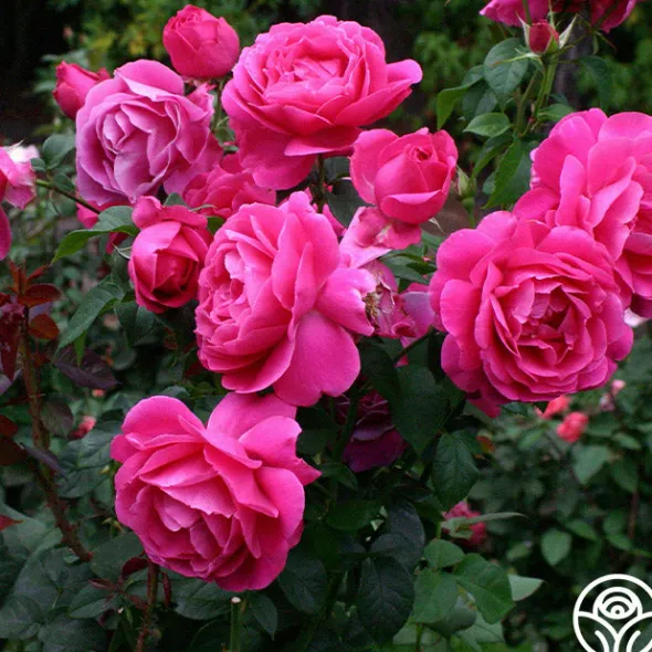 Heirloom Roses Grande Dame™ New