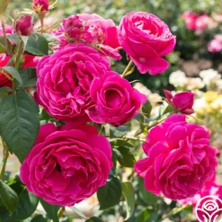 Heirloom Roses Grande Dame™ New