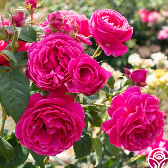 Heirloom Roses Grande Dame™ New