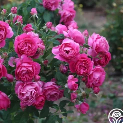 Heirloom Roses Grande Dame™ New