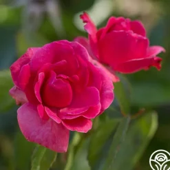 Heirloom Roses Grandma's Blessing Outlet