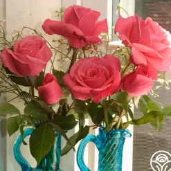 Heirloom Roses Grandma's Blessing Outlet