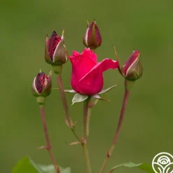 Heirloom Roses Grandma's Blessing Outlet