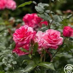 Heirloom Roses Grandma's Blessing Outlet