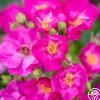 Heirloom Roses Grape Jelly™ New