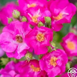 Heirloom Roses Grape Jelly™ New