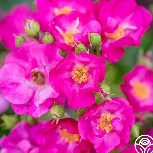 Heirloom Roses Grape Jelly™ New