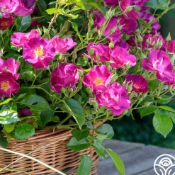 Heirloom Roses Grape Jelly™ New