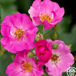 Heirloom Roses Grape Jelly™ New
