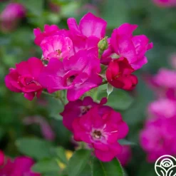 Heirloom Roses Grape Jelly™ New