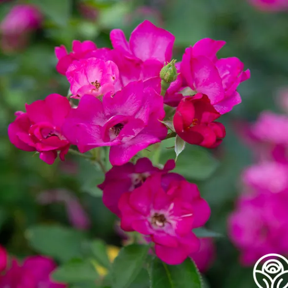 Heirloom Roses Grape Jelly™ New