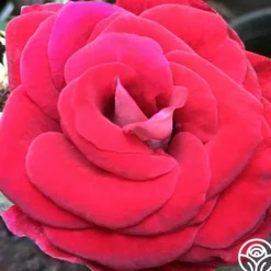 Heirloom Roses Grateful Heart™ Hot