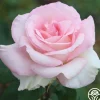 Heirloom Roses Great Century Outlet
