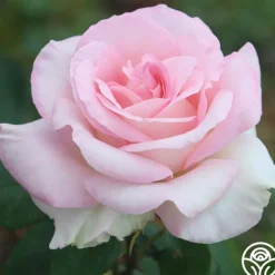 Heirloom Roses Great Century Outlet