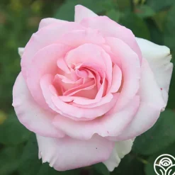 Heirloom Roses Great Century Outlet