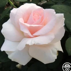 Heirloom Roses Great Century Outlet