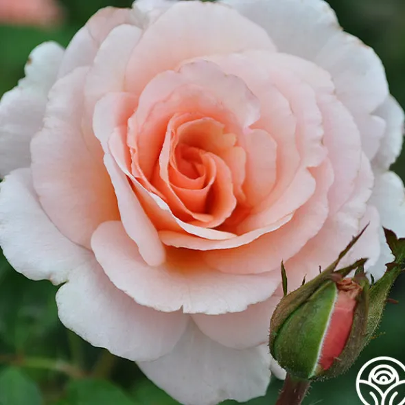 Heirloom Roses Great Expectations Outlet