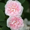 Heirloom Roses Great Maiden's Blush Sale