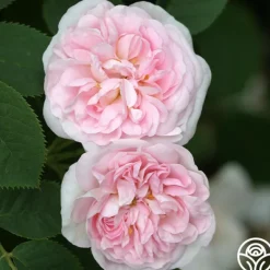 Heirloom Roses Great Maiden's Blush Sale
