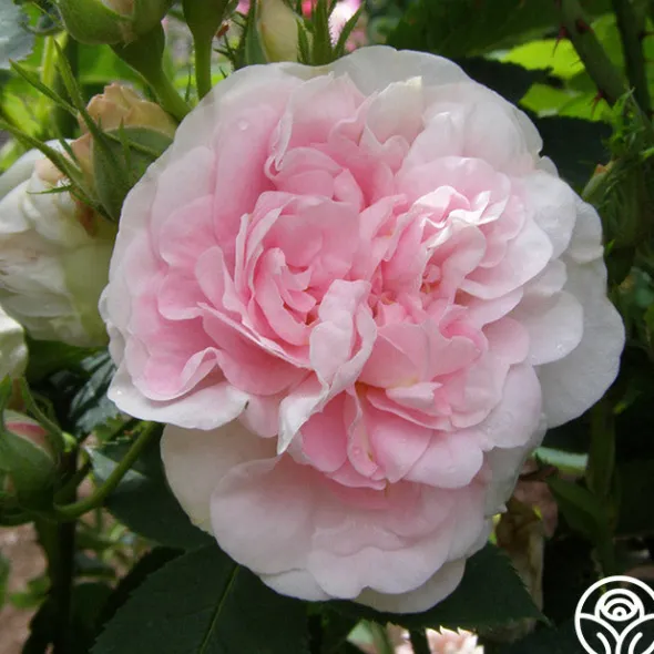Heirloom Roses Great Maiden's Blush Sale