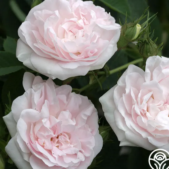 Heirloom Roses Great Maiden's Blush Sale