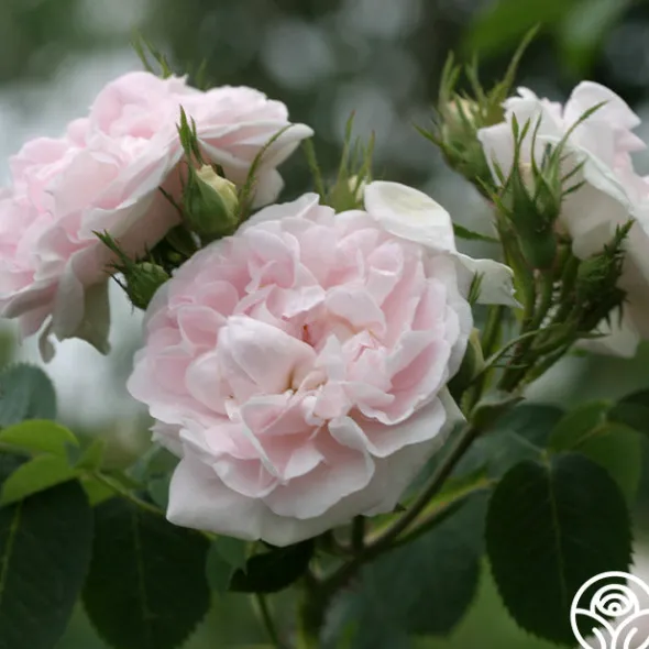 Heirloom Roses Great Maiden's Blush Sale