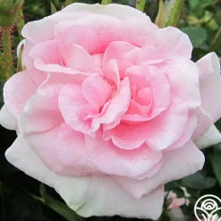 Heirloom Roses Great Maiden's Blush Sale