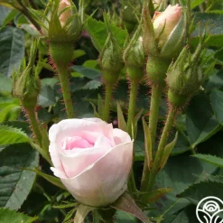 Heirloom Roses Great Maiden's Blush Sale