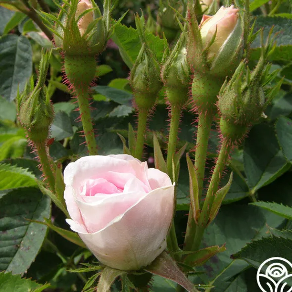 Heirloom Roses Great Maiden's Blush Sale