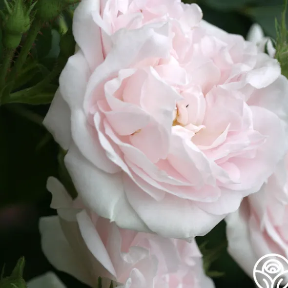 Heirloom Roses Great Maiden's Blush Sale