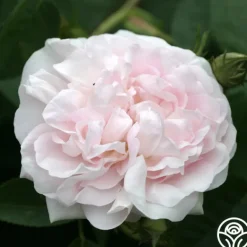 Heirloom Roses Great Maiden's Blush Sale