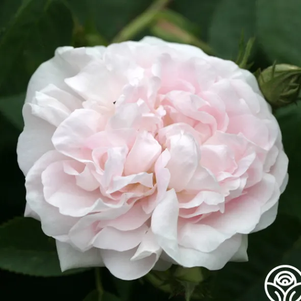 Heirloom Roses Great Maiden's Blush Sale