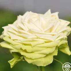 Heirloom Roses Green Romantica®