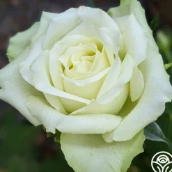 Heirloom Roses Green Romantica®