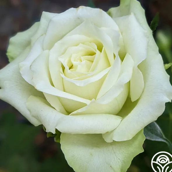 Heirloom Roses Green Romantica®