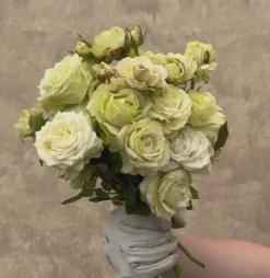 Heirloom Roses Green Romantica®