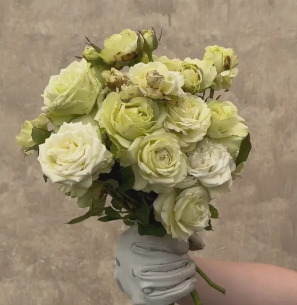 Heirloom Roses Green Romantica®
