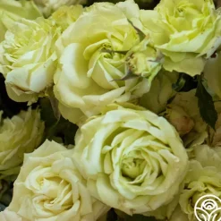 Heirloom Roses Green Romantica®