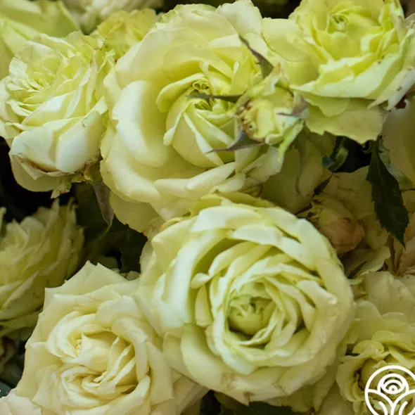 Heirloom Roses Green Romantica®